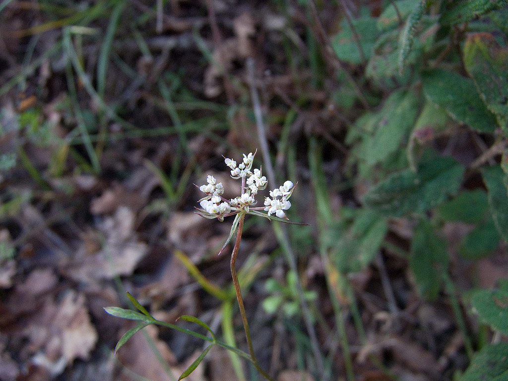 Daucus carota