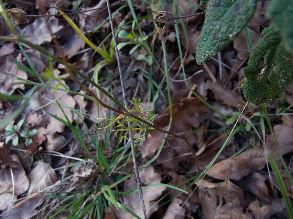 Daucus carota