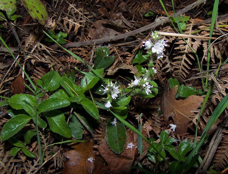 Veronica officinalis