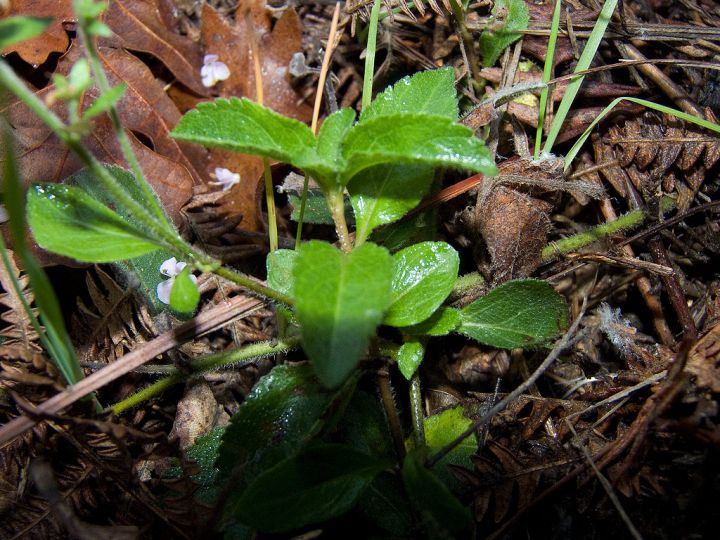 Veronica officinalis