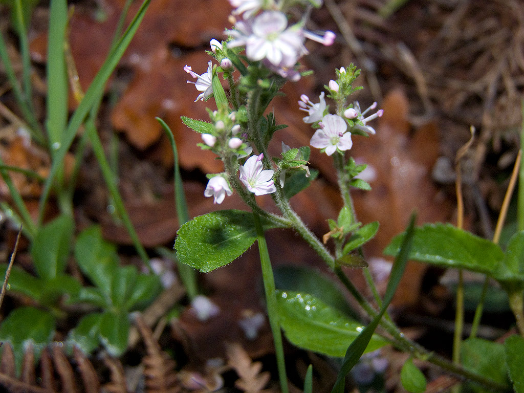 Veronica officinalis