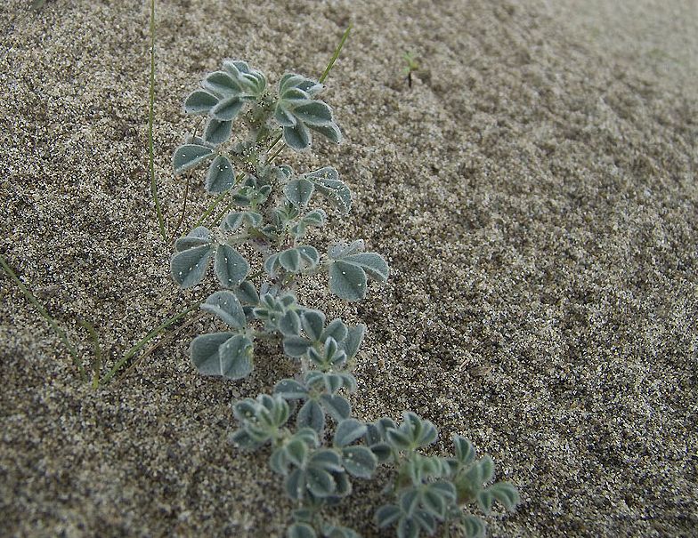 Medicago marina