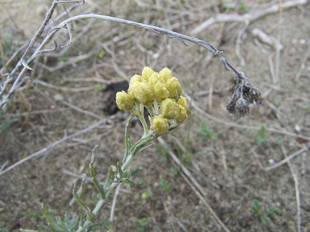 Helichrysum stoechas