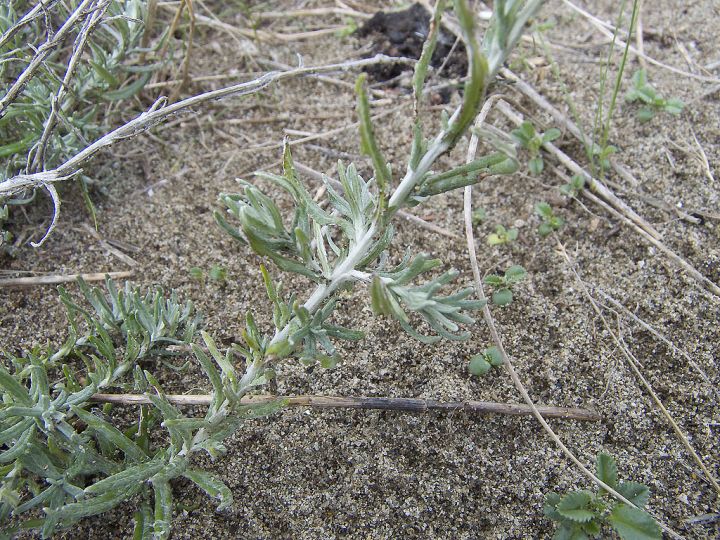 Helichrysum stoechas