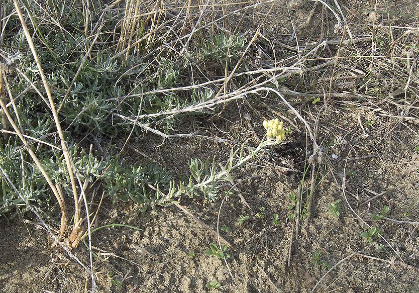 Helichrysum stoechas