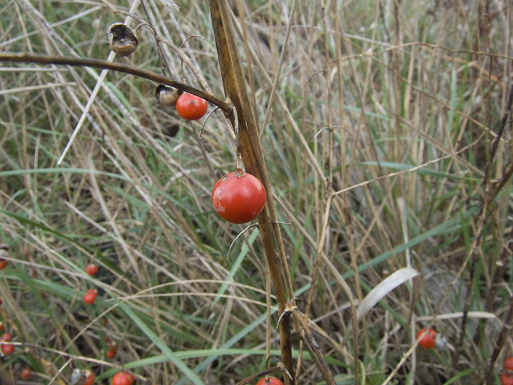 Asparagus maritimus?