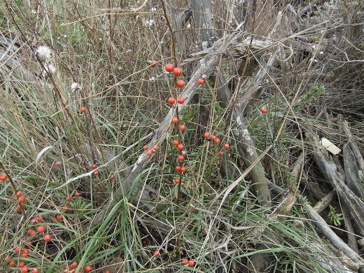 Asparagus maritimus?