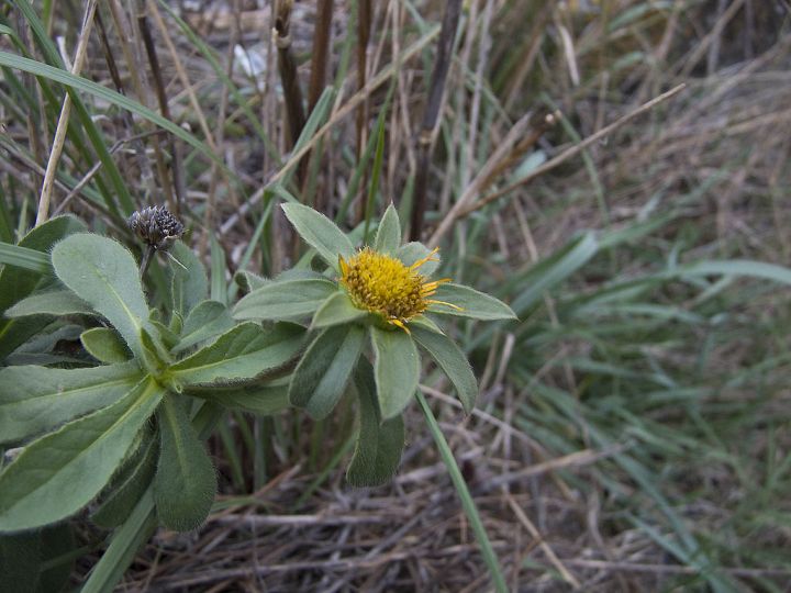 Pallenis spinosa