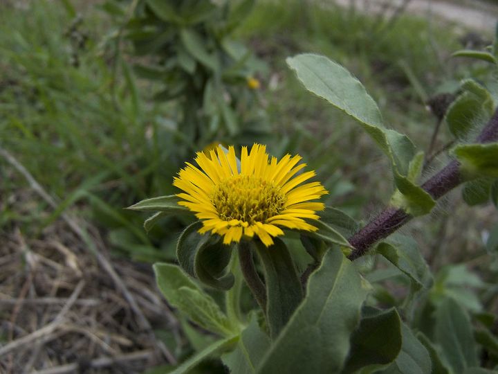 Pallenis spinosa