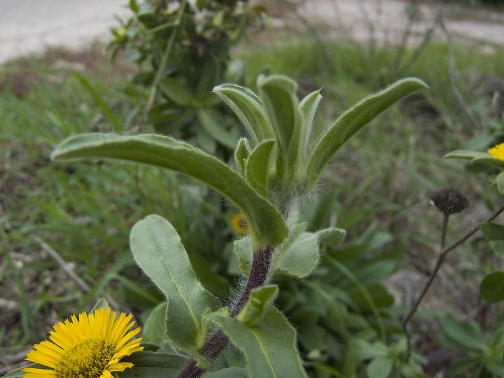 Pallenis spinosa