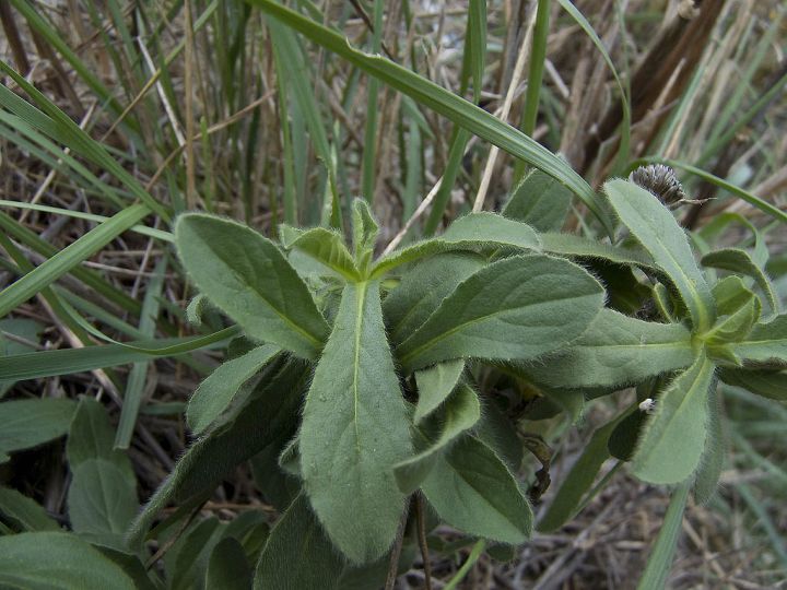 Pallenis spinosa