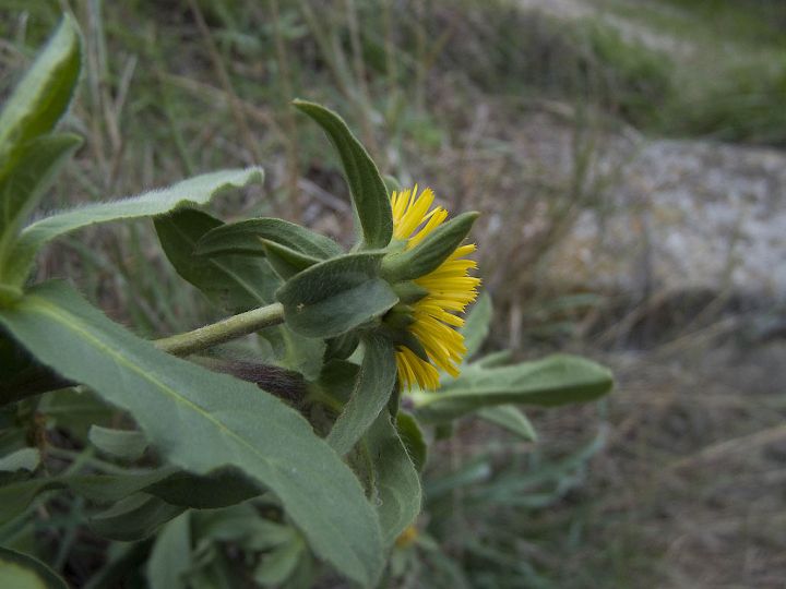 Pallenis spinosa