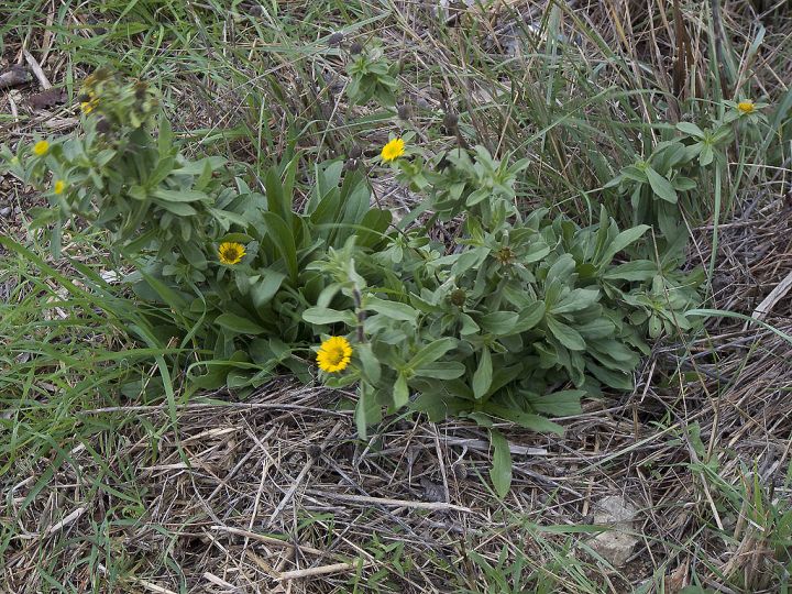 Pallenis spinosa