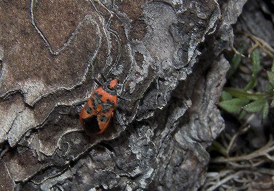 Rhopalidae: Coryzus hioscyami delle Colline toscane