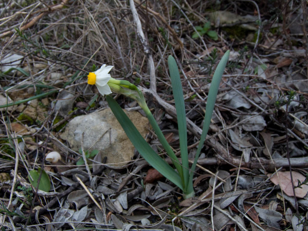 Narcissus tazetta / Narciso nostrale