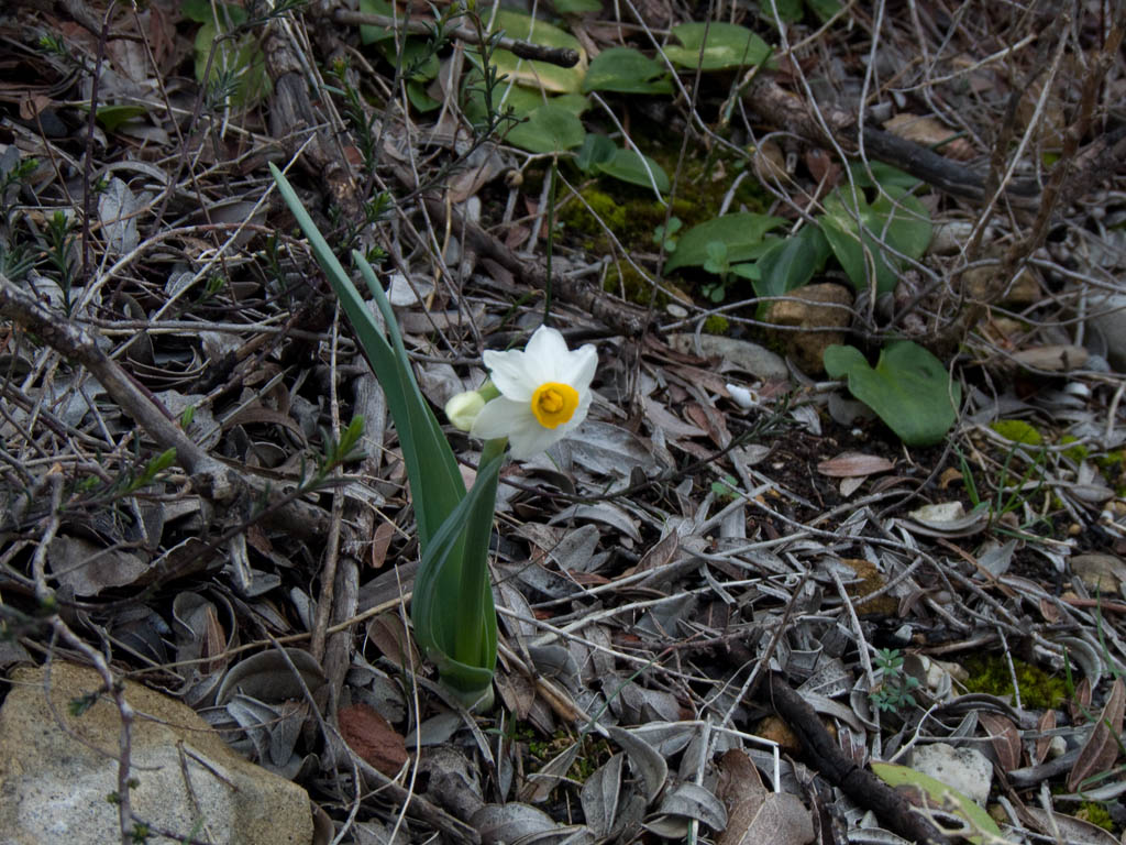 Narcissus tazetta / Narciso nostrale