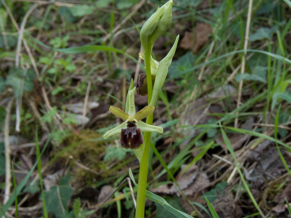 Ophrys sphegodes?