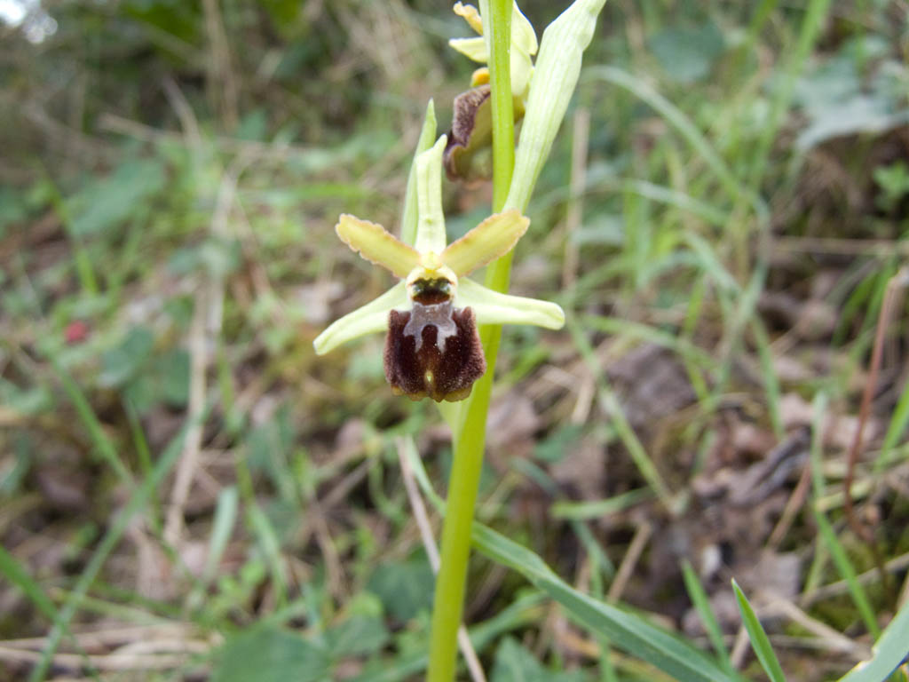 Ophrys sphegodes?