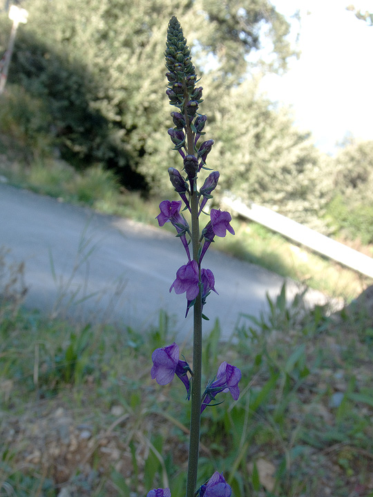 Linaria purpurea