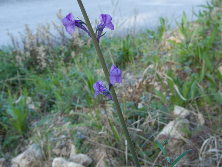 Linaria purpurea