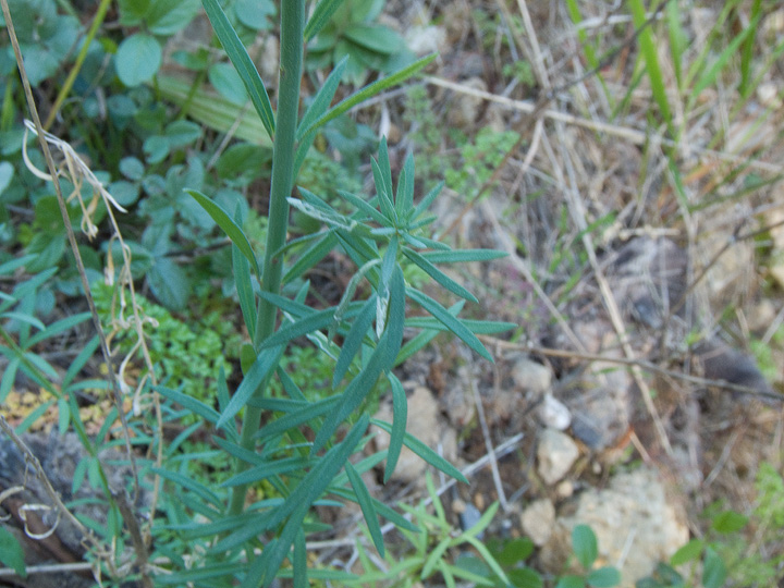 Linaria purpurea