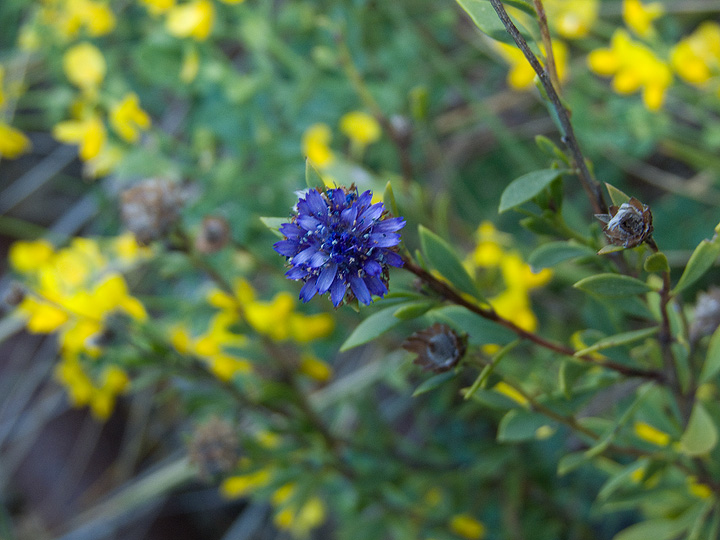 Globularia alypum / Vedovelle cespugliose