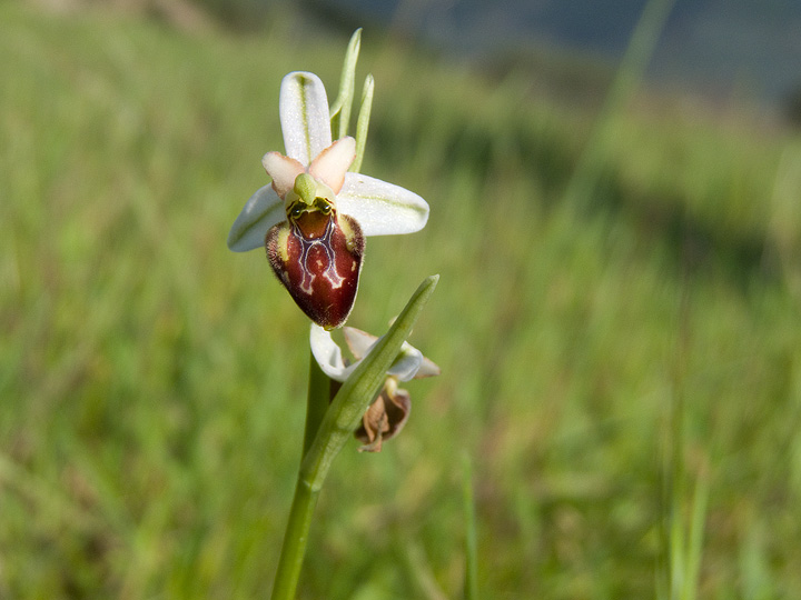 Tre Ophrys da determinare!