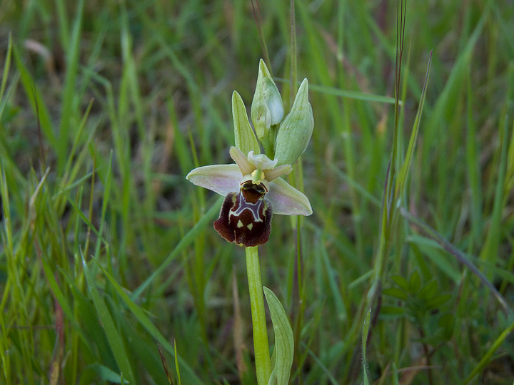 Tre Ophrys da determinare!