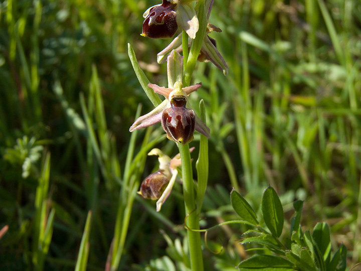 Tre Ophrys da determinare!