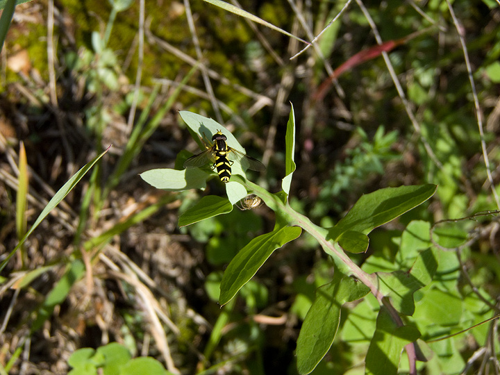 Xanthogramma pedissequum (Syrphidae)