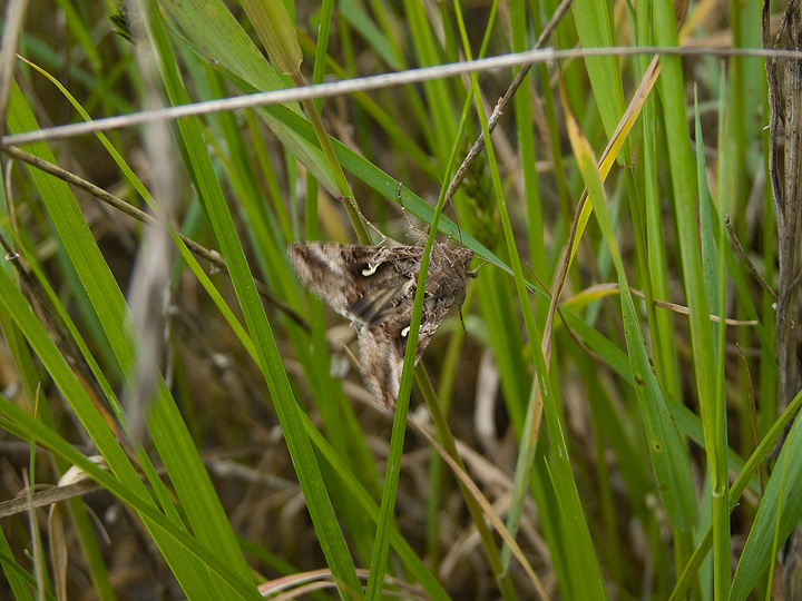 Falena da identificare - Autographa gamma