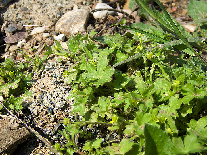 Ranunculus parviflorus / Ranuncolo pargoletto