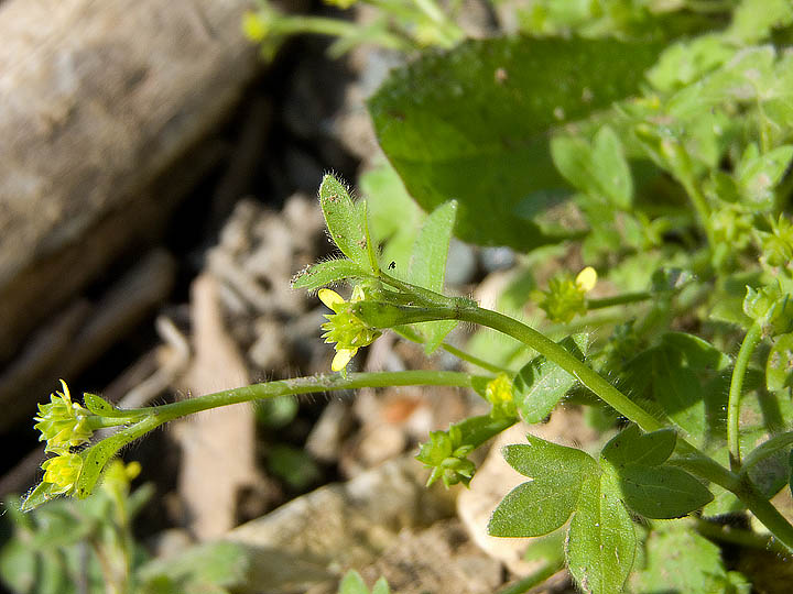 Ranunculus parviflorus / Ranuncolo pargoletto