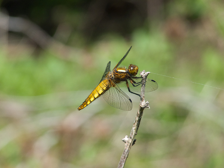 Libellule maremmane: Libellula depressa