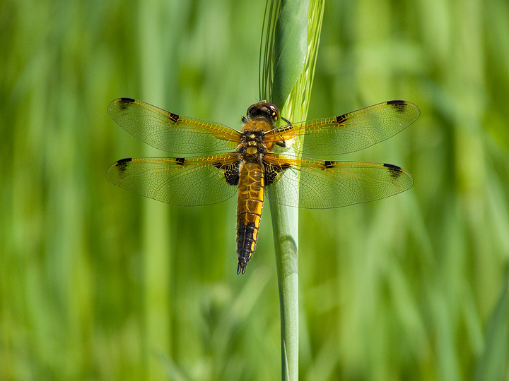 Libellule maremmane: Libellula quadrimaculata