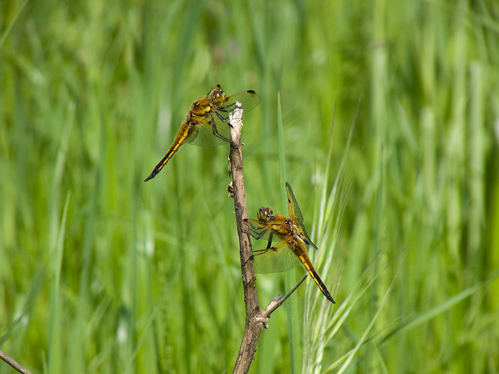 Libellule maremmane: Libellula quadrimaculata