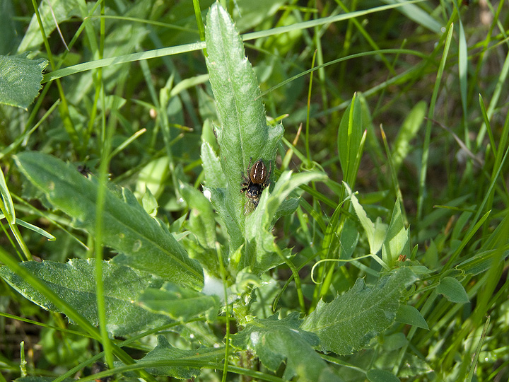 Phileaus chrysops con colorazione atipica?