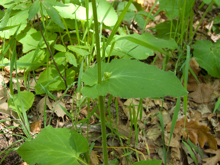 Doronicum cfr. orientale