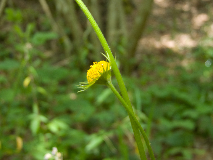 Doronicum cfr. orientale