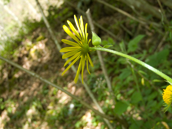 Doronicum cfr. orientale