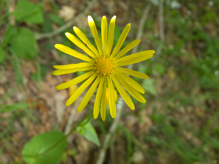 Doronicum cfr. orientale