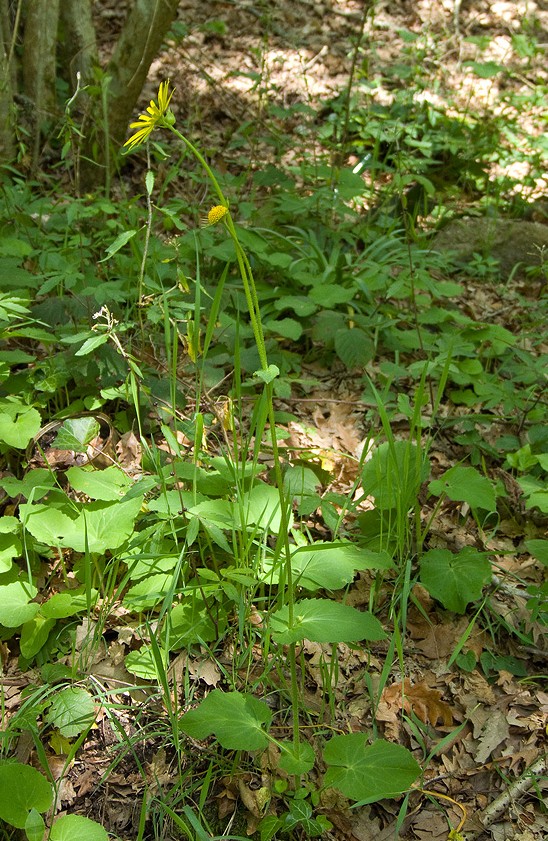 Doronicum cfr. orientale