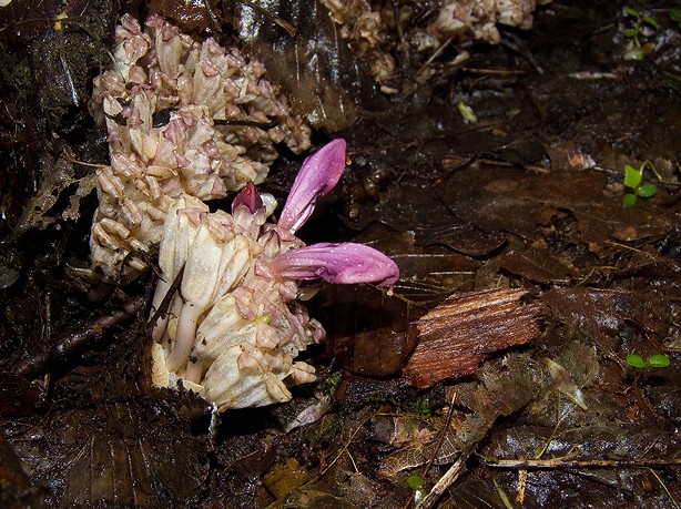 Lathraea clandestina / Latrea clandestina