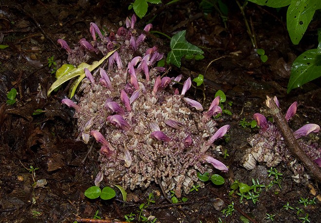 Lathraea clandestina / Latrea clandestina