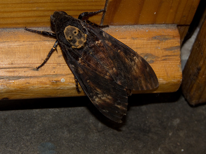 Acherontia atropos