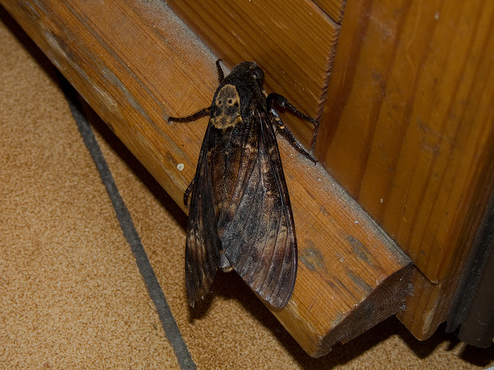 Acherontia atropos