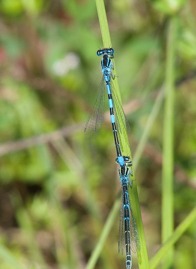 Coenagrion scitulum? - S