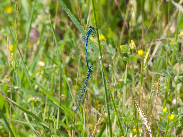 Coenagrion scitulum? - S