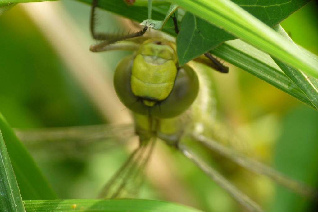 Aeshna cyanea?