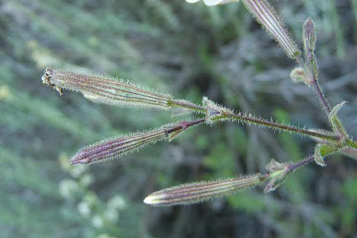 Silene paradoxa / Silene paradossa